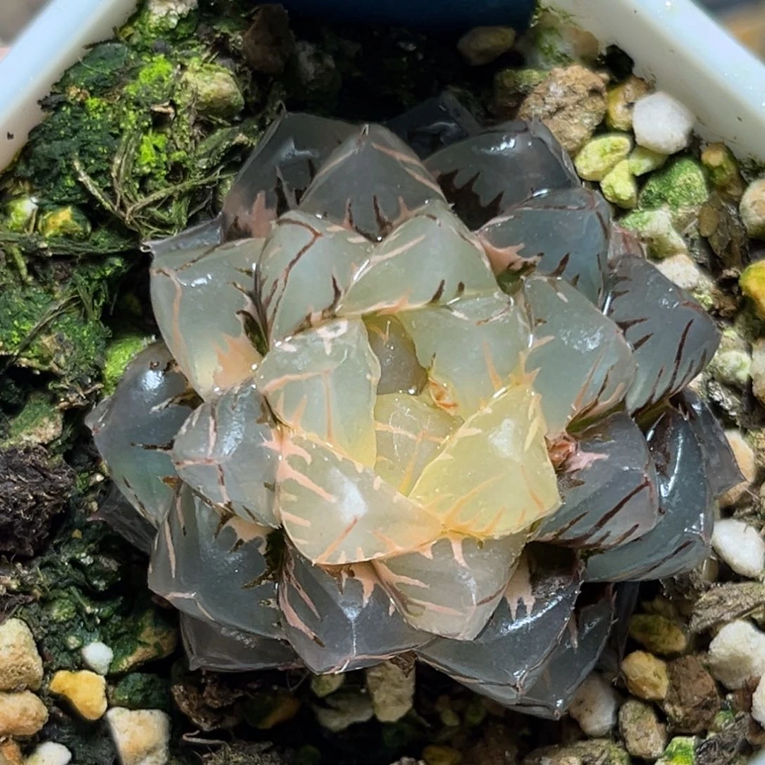 恭喜发财大吉大利667