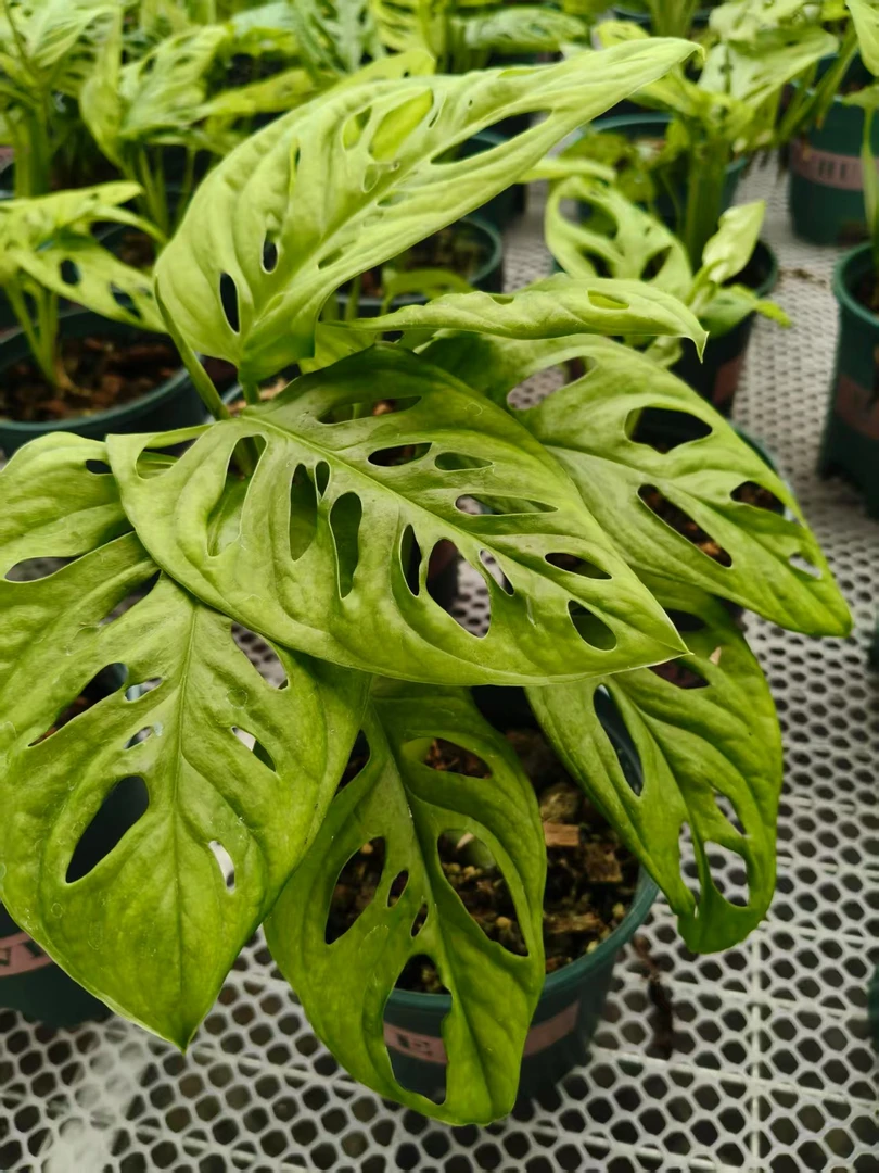 仙洞盆栽室内可攀爬花卉北欧风耐旱观叶绿植