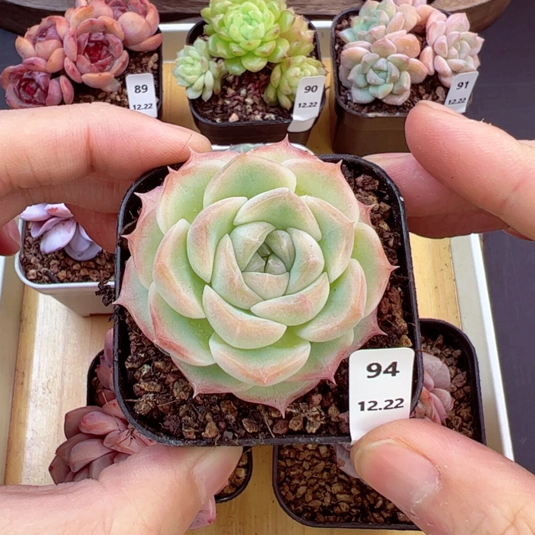 好好看94、哈哈哈哈