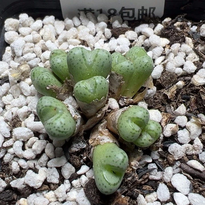 【闪购商品】 1095。