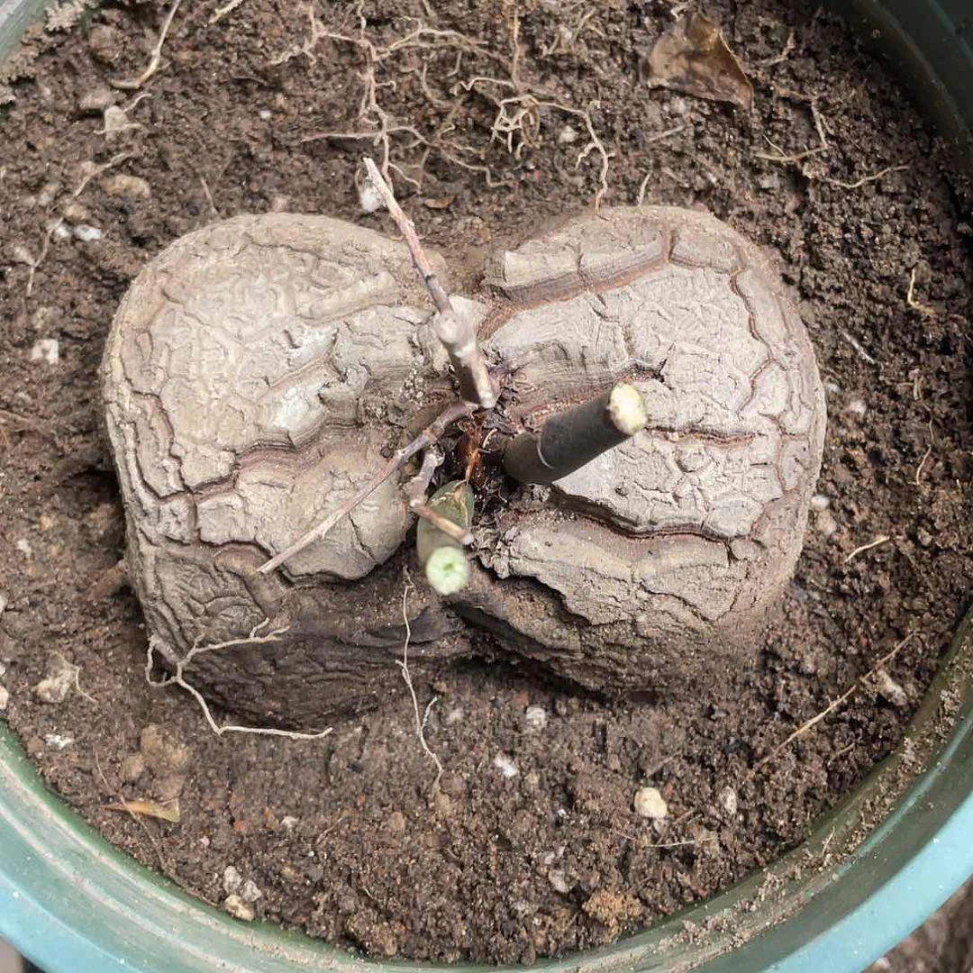 57号异形蝴蝶桩龟甲龙