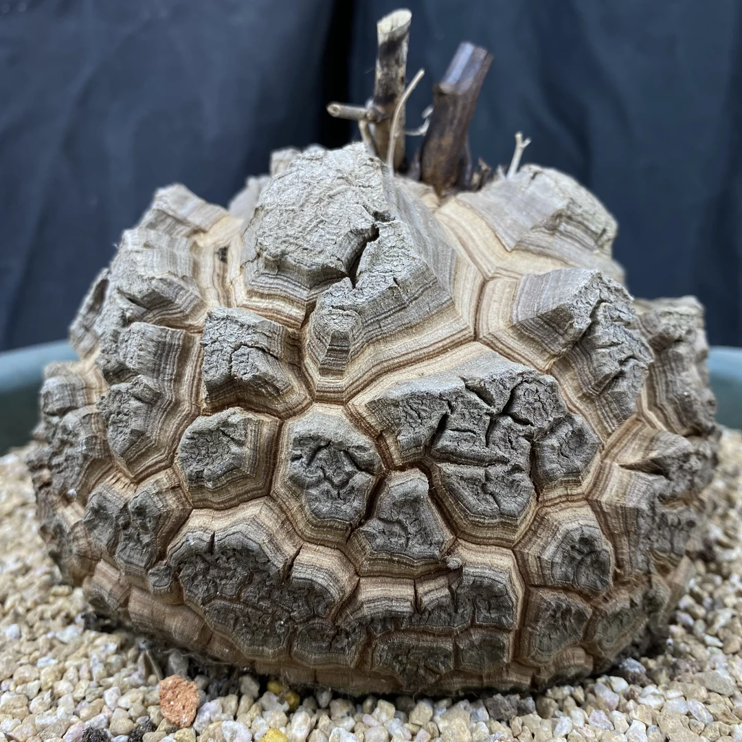 仙人球块根一物一拍 244号实生南非龟甲龙13cm