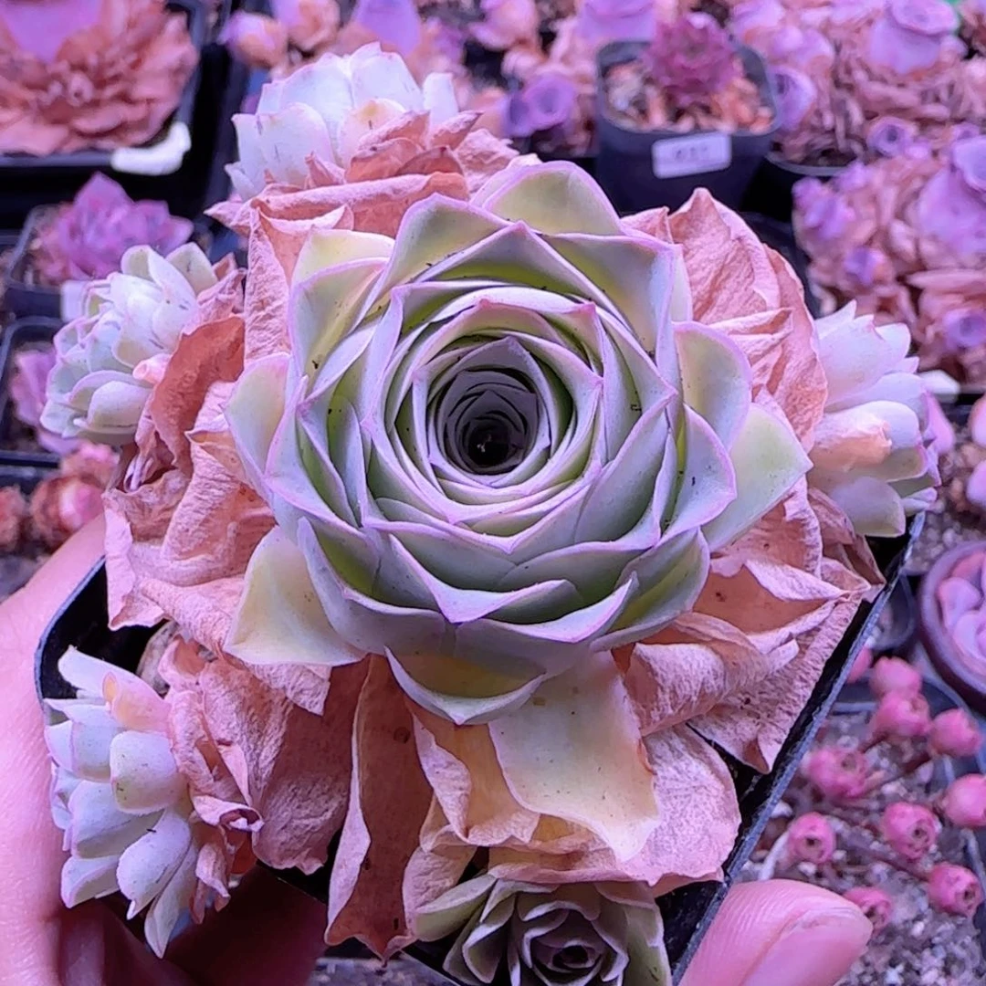 ****子半城玫瑰开播福利940
