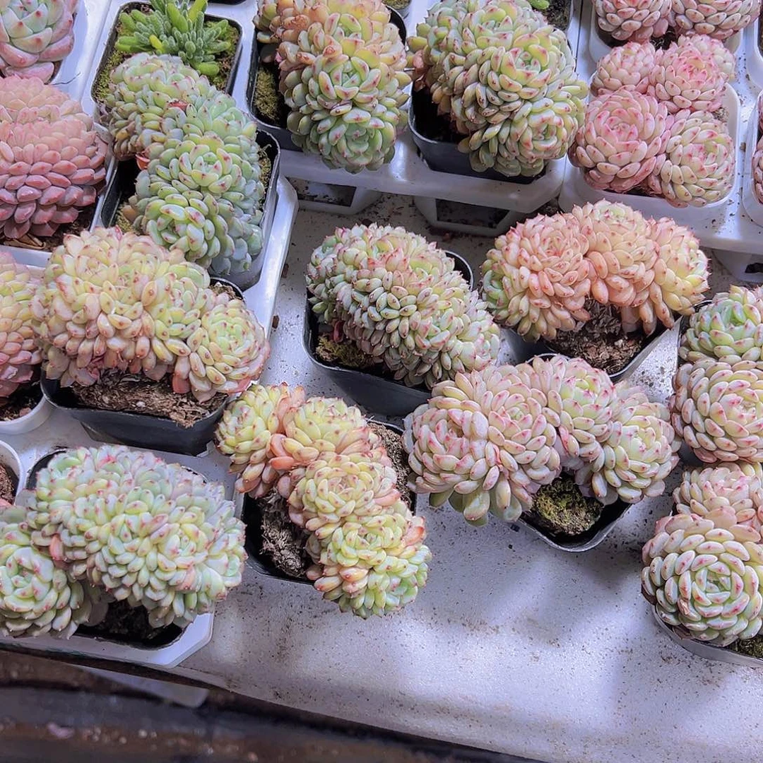 白胖子缀化19包邮