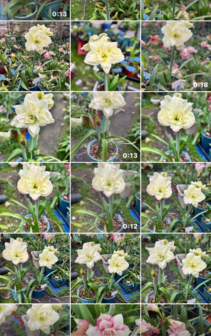 林泽朱顶红 一物一拍链接，不指定 需要可下单，朱顶红球根