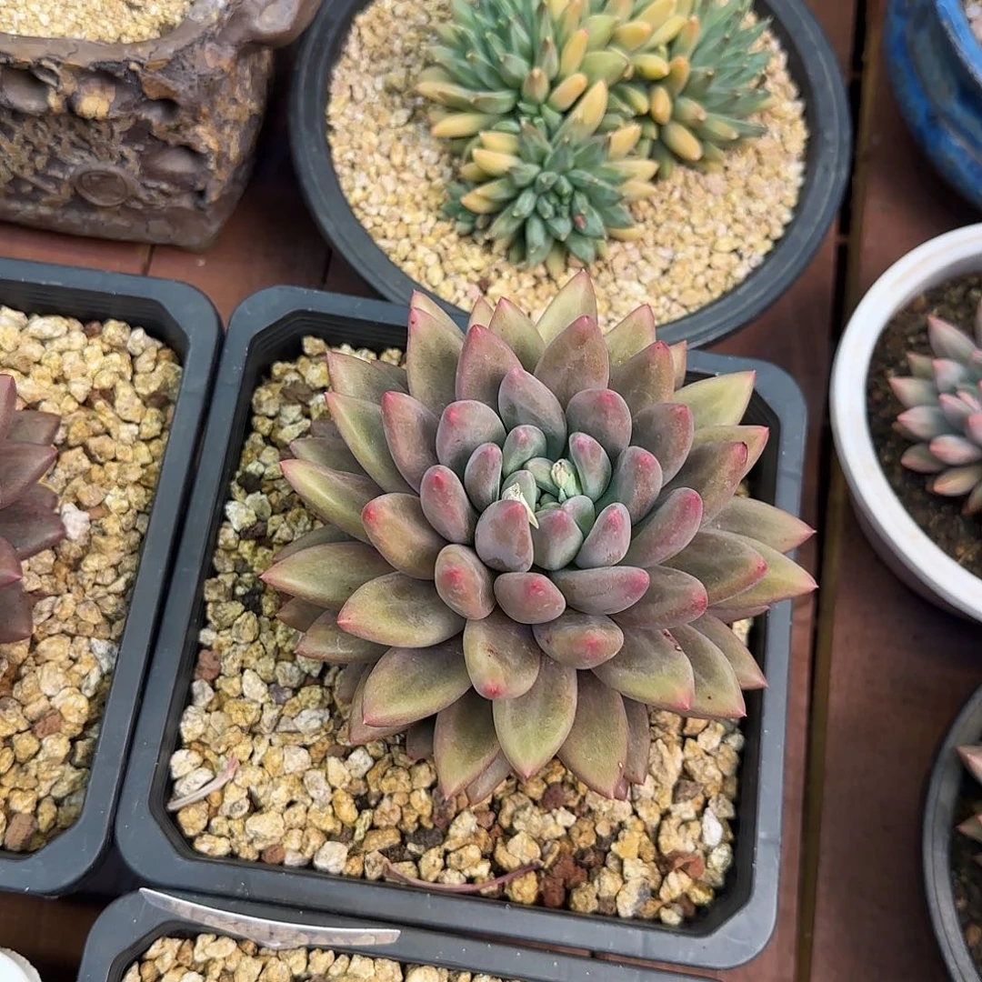 依*水晶球一物一拍888寄养