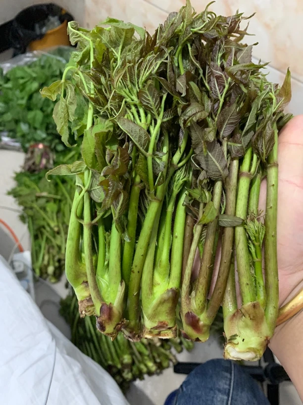 头茬大刺嫩芽一点不老