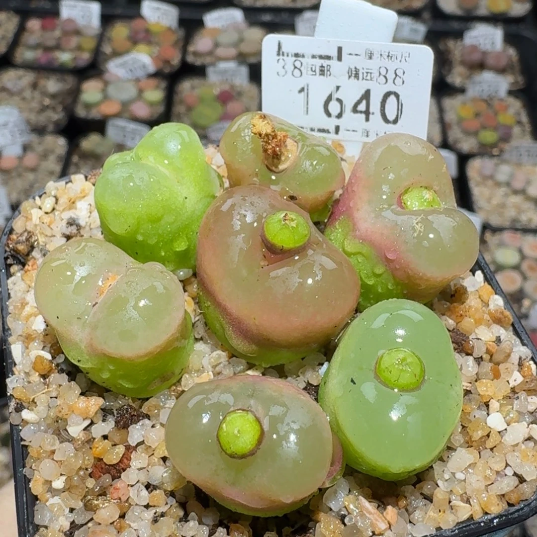 Zzz小黄车里捡漏啦1640