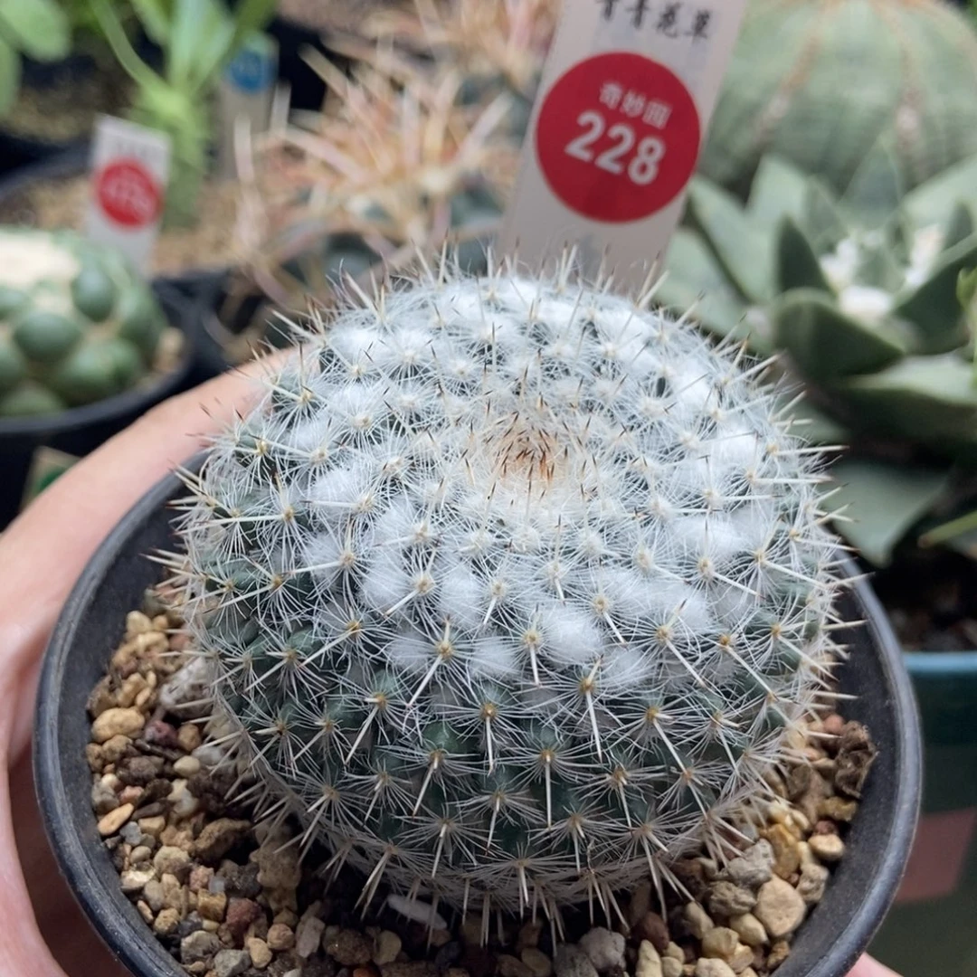 实生雪顶敷岛6cm一棵