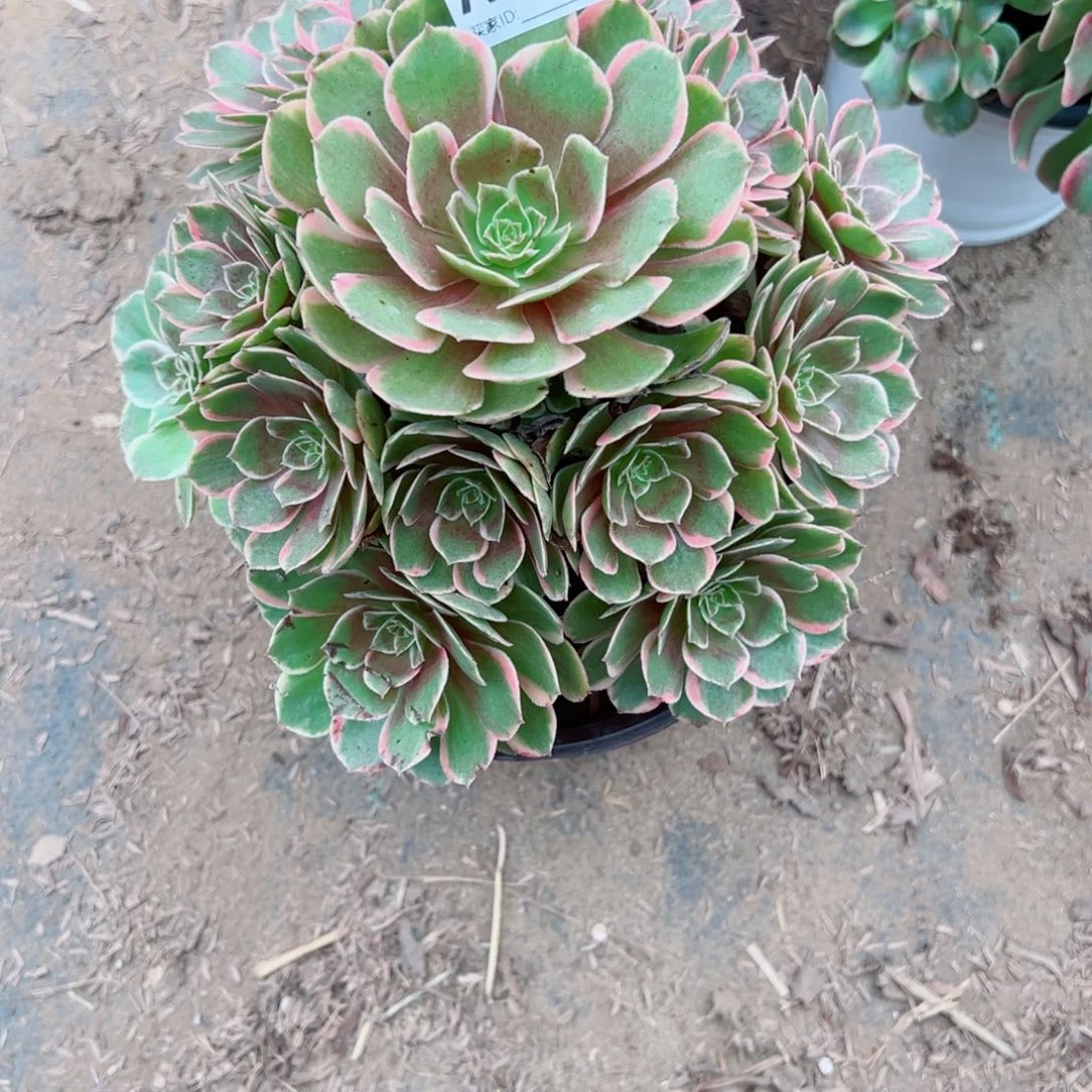 308粉花妖多肉植物法师