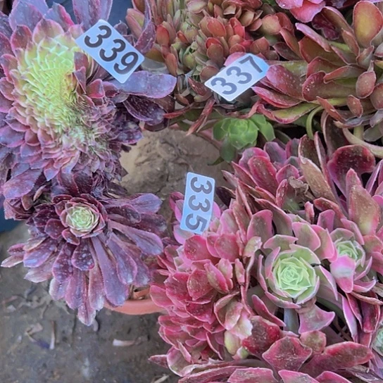 小*多肉植物三个