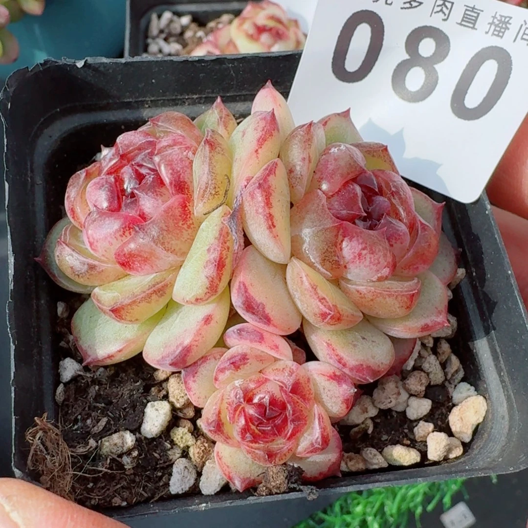 幽灵公主      愿你一路坦途，乘风破浪展宏图