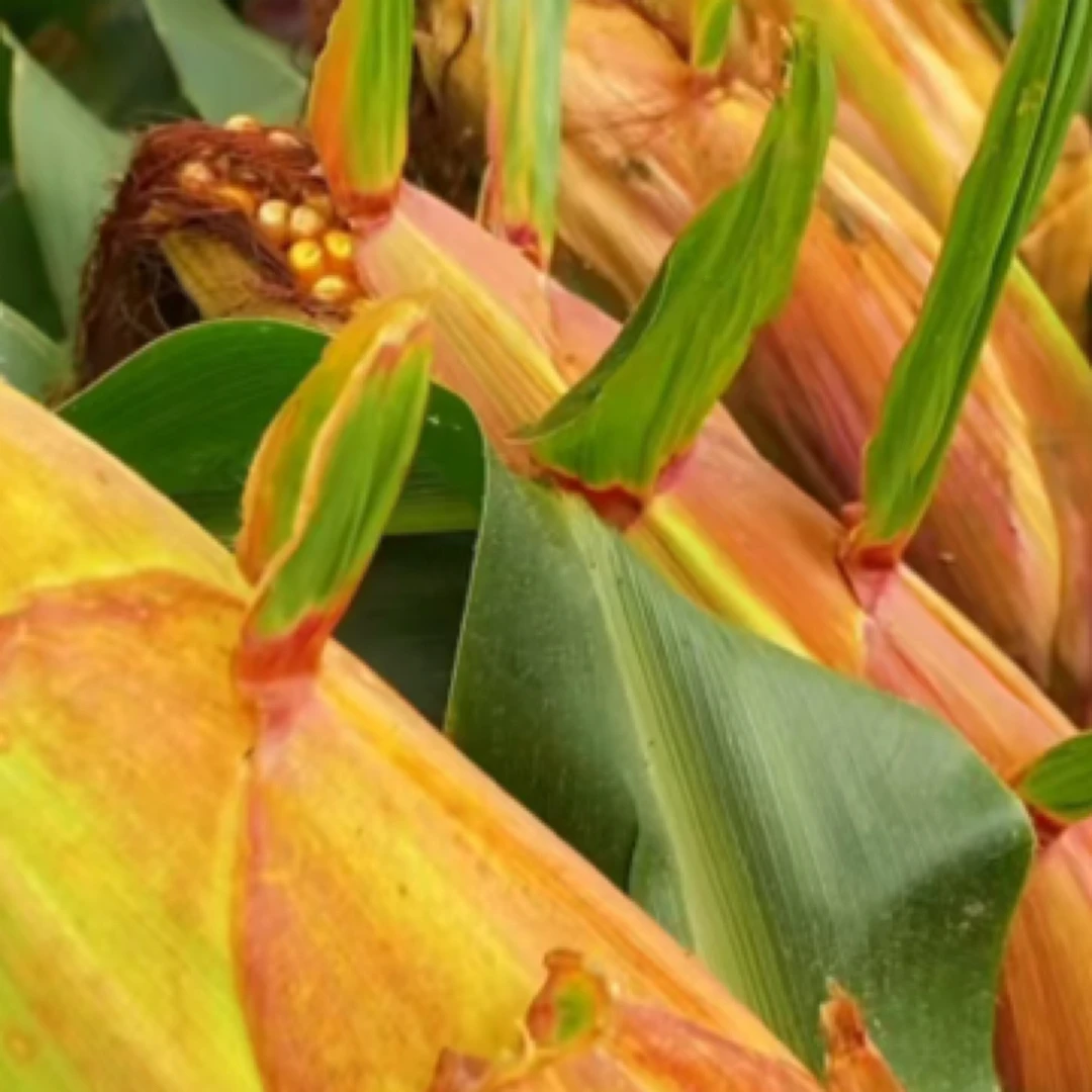 铁研大棒919（4斤5500粒）