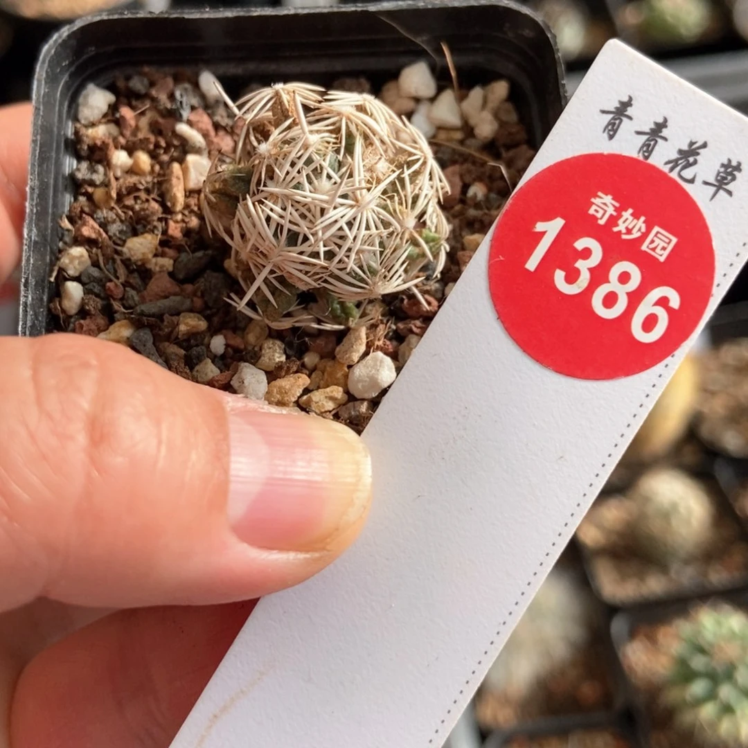 自根有疤孤月丸一颗，