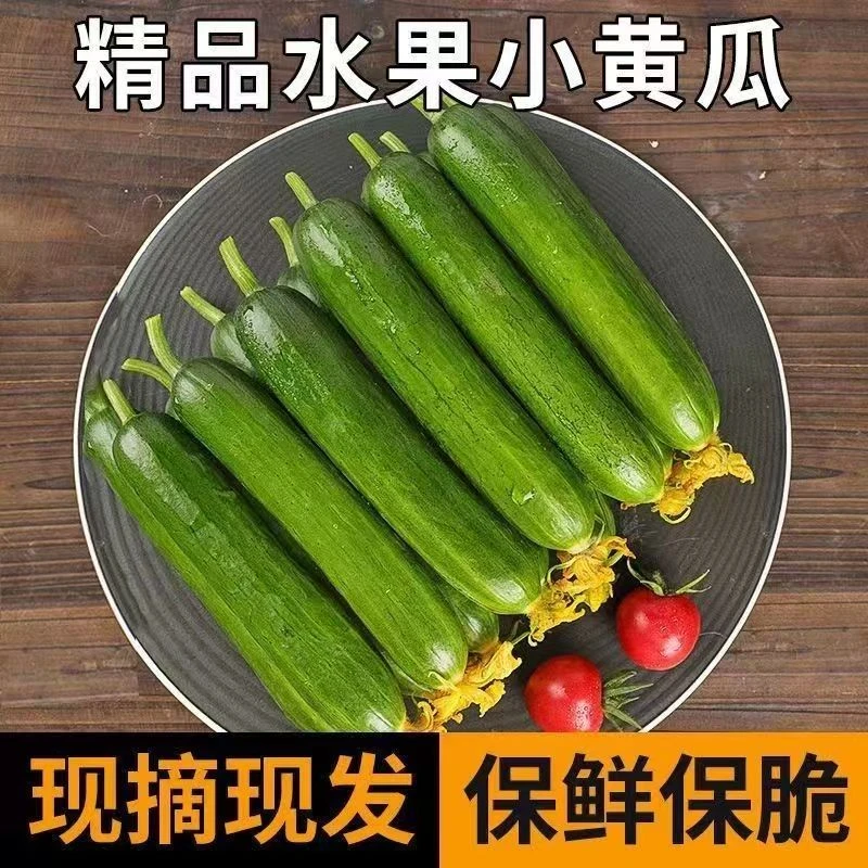 新鲜水果黄瓜山东寿光小青瓜无刺生吃蔬菜清脆爽口一斤三斤五斤