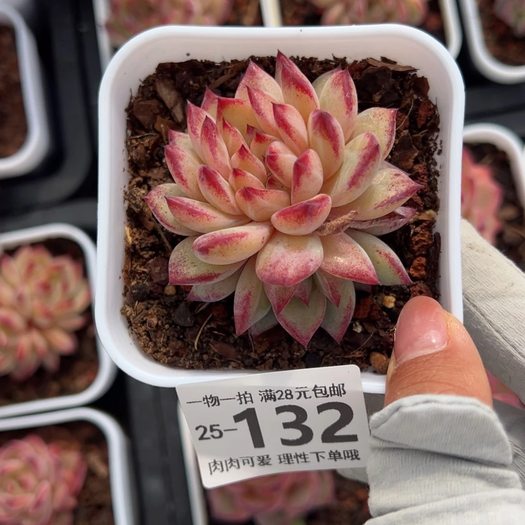 十*黑武士缀多肉