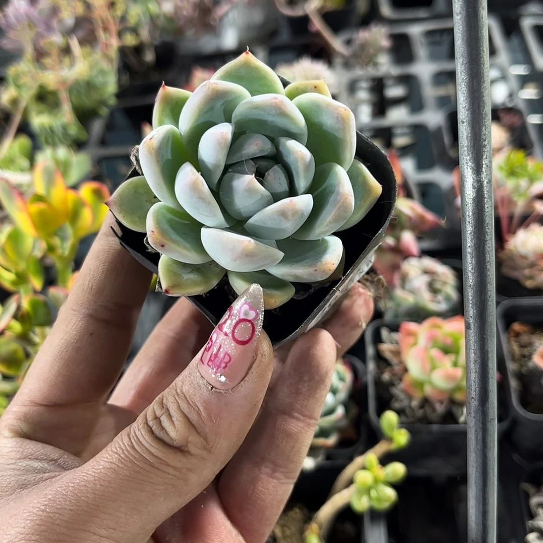 欧**漏26052一物一拍单头发货