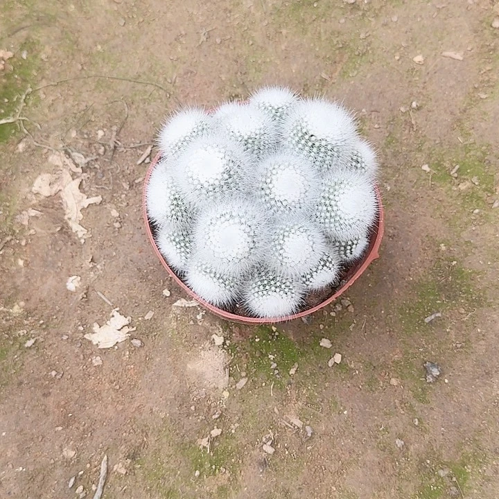 清***渡哈哈哈哈哈哈哈哈哈