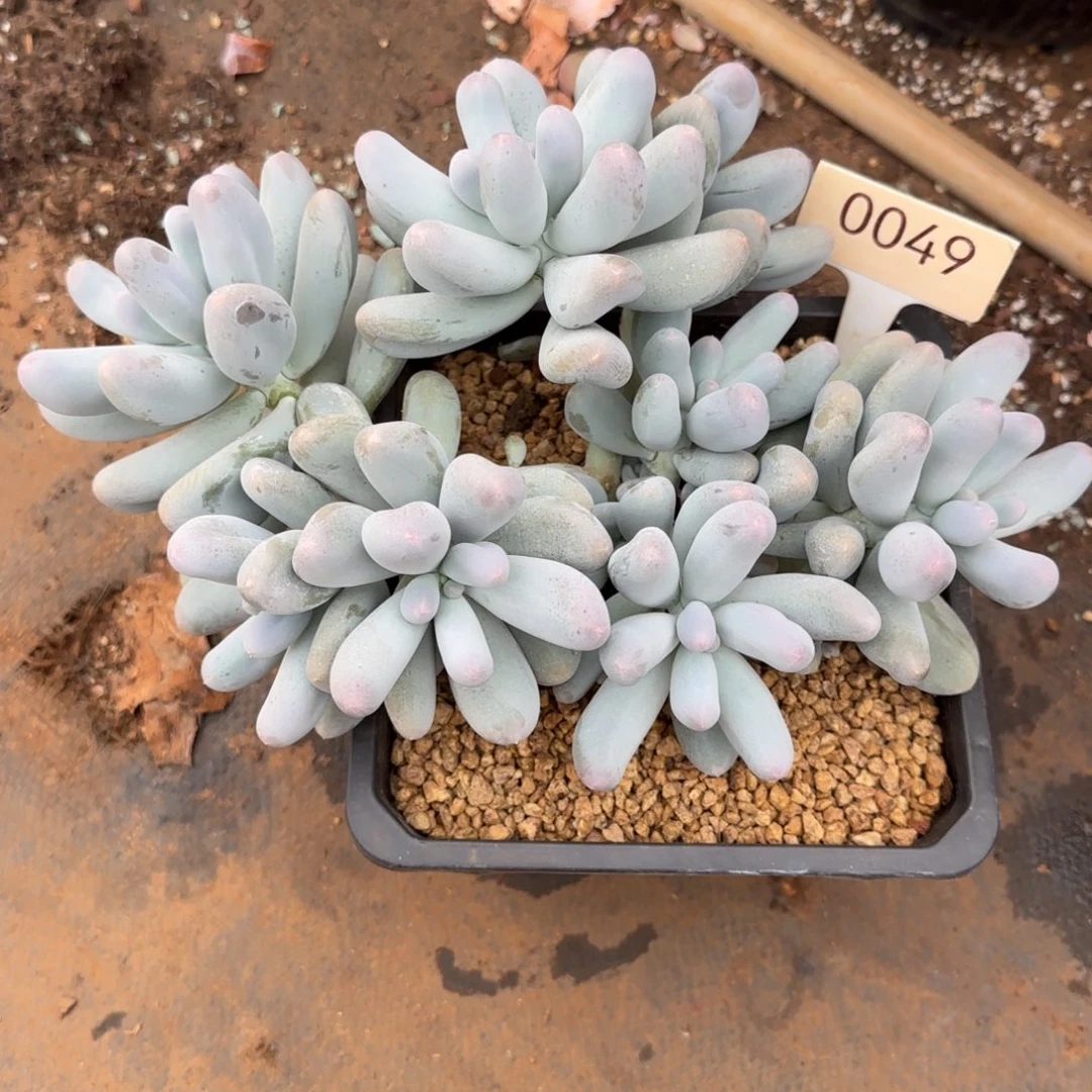 我***噻米可奶。 0049号。