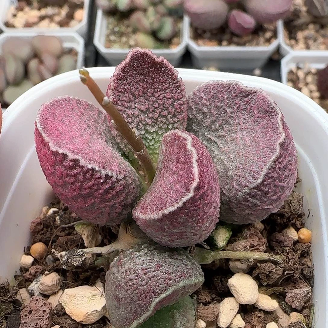 哈默猪肝多肉水泡