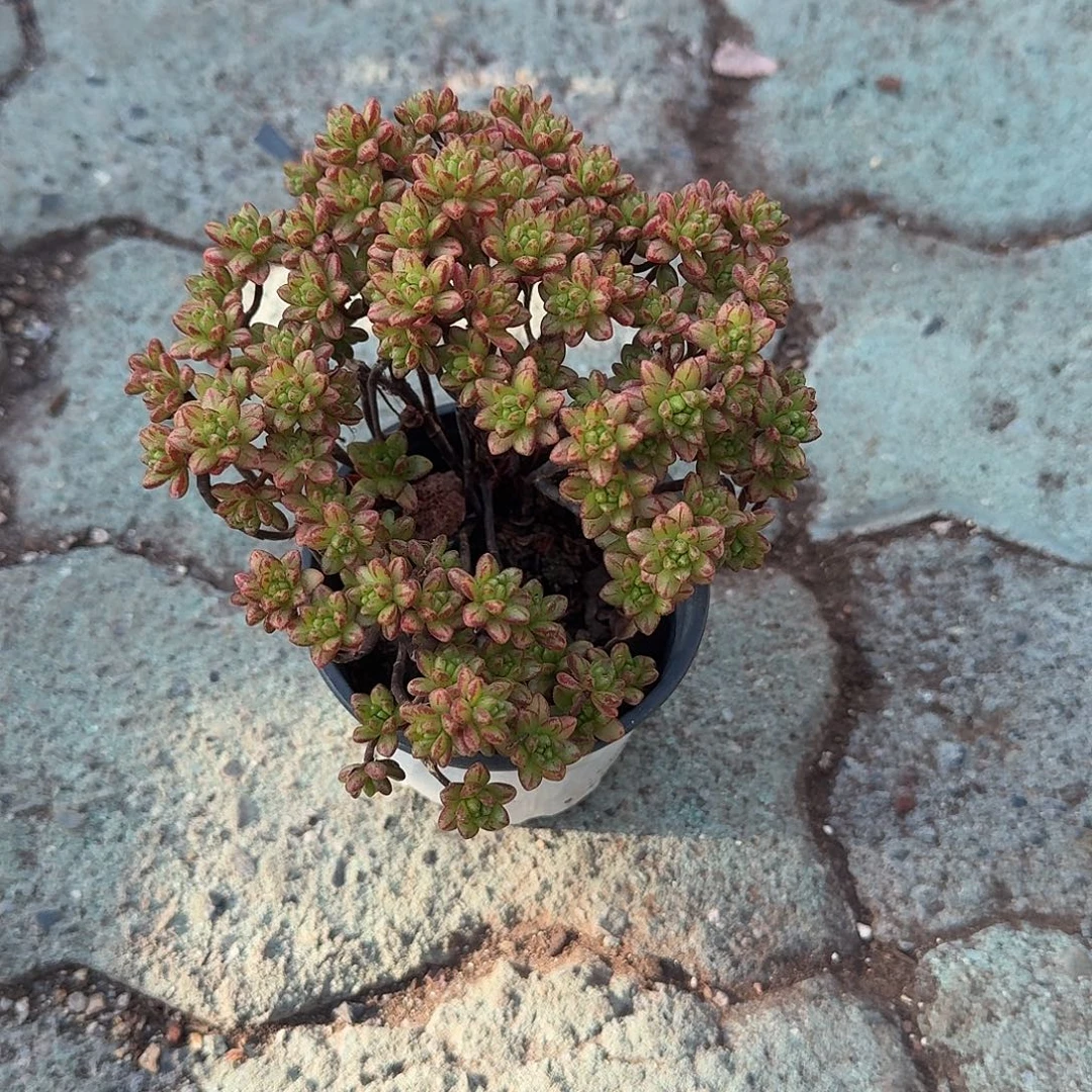 小人姬多肉植物精品