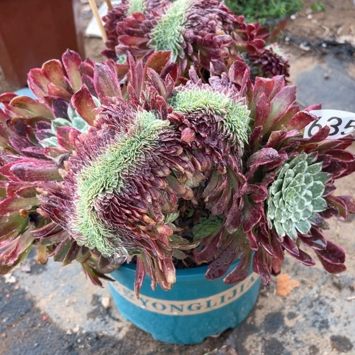 635多肉植物金楠木缀