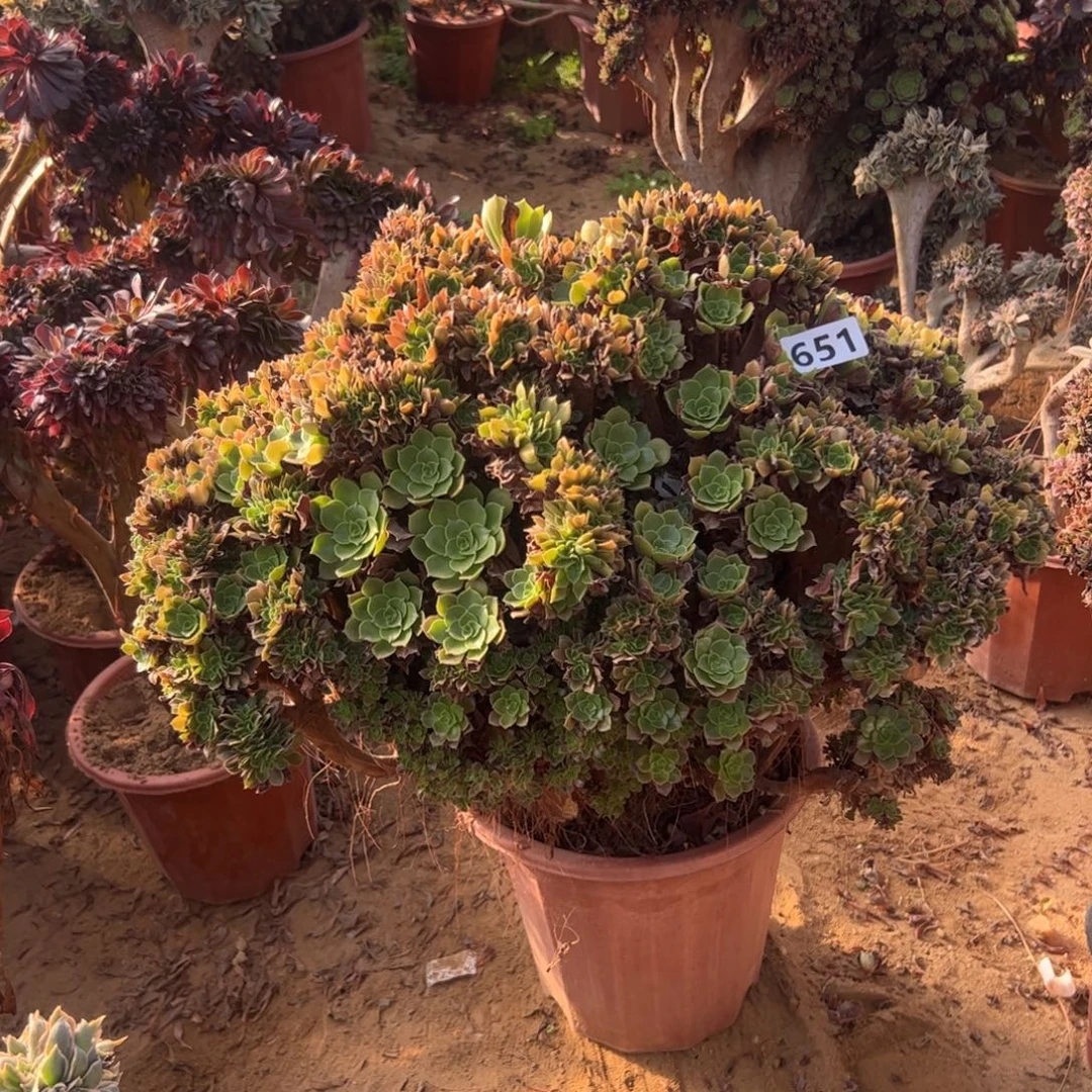 玫瑰朵缀有大断枝651官府50