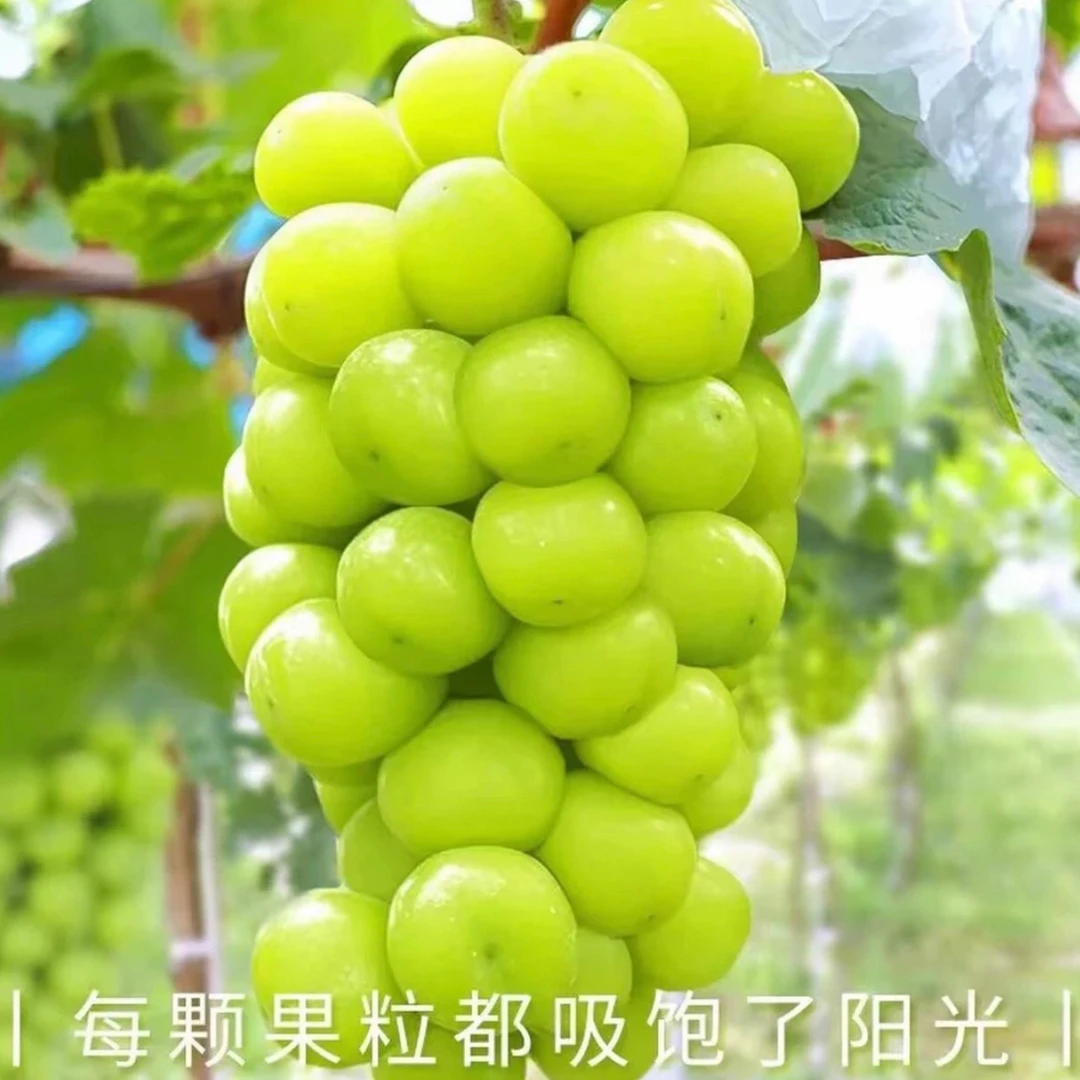 阳光玫瑰葡萄爆甜新鲜应季整串脆甜多汁水果