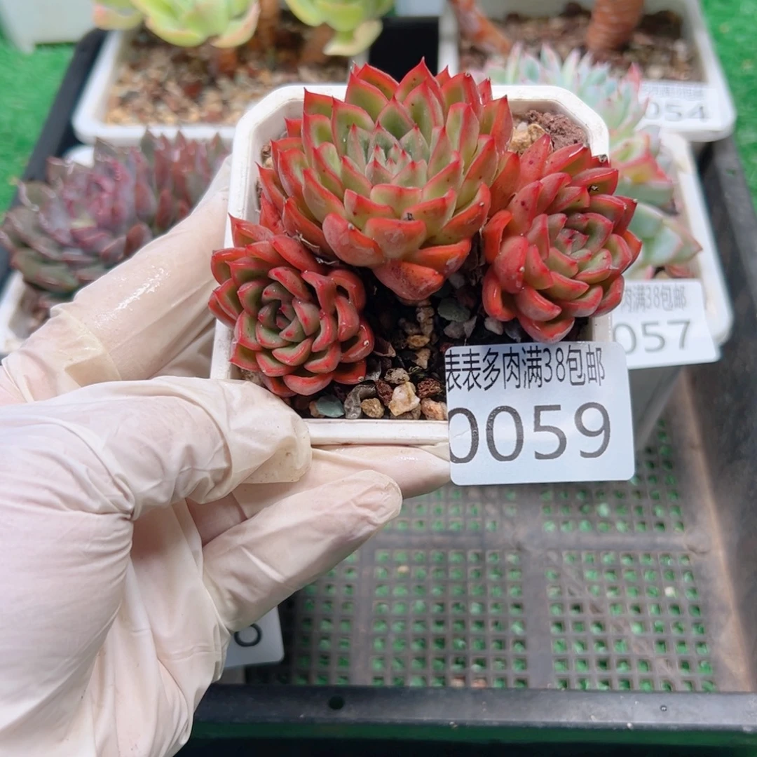 多肉一物一拍植物0059