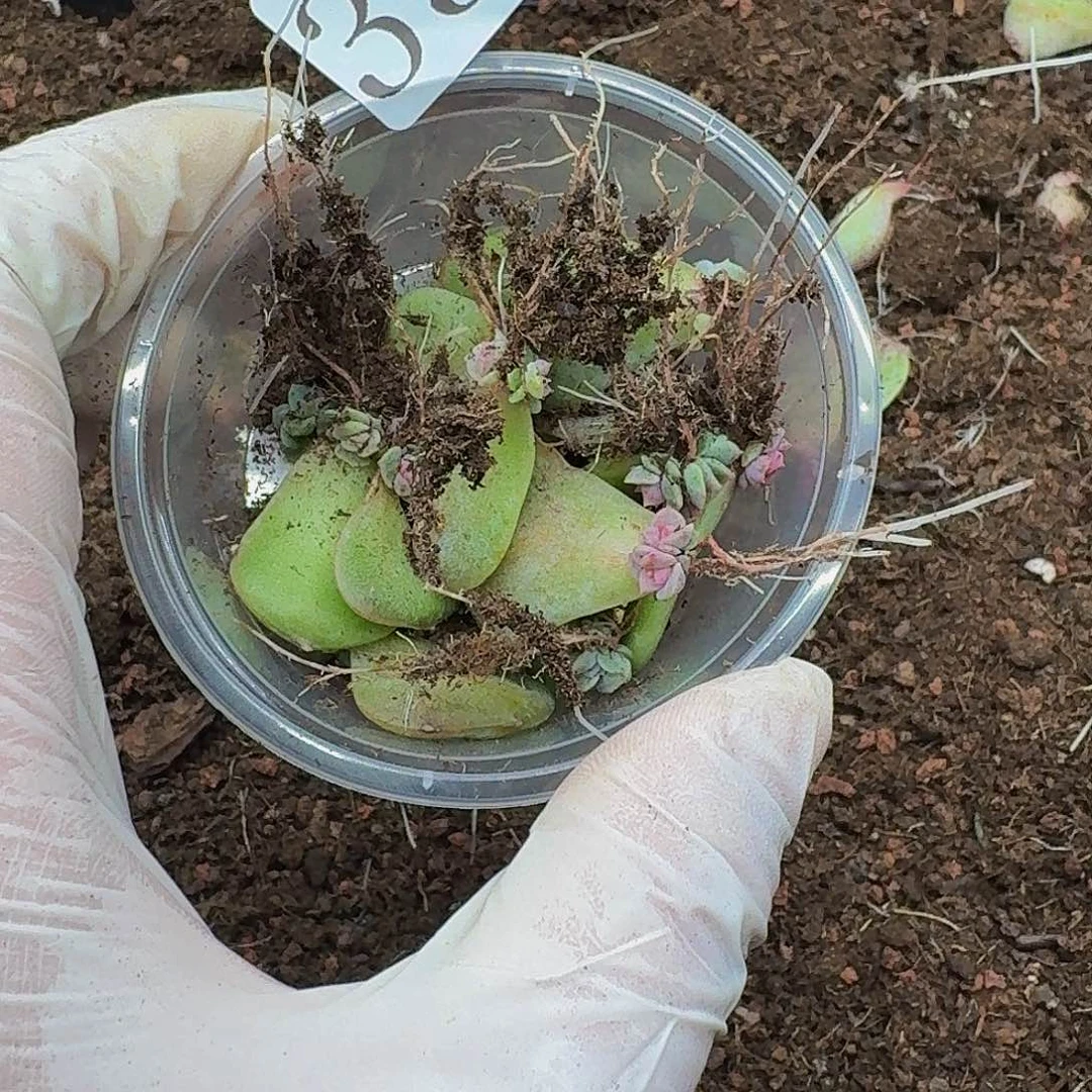 多肉植物多肉植物353