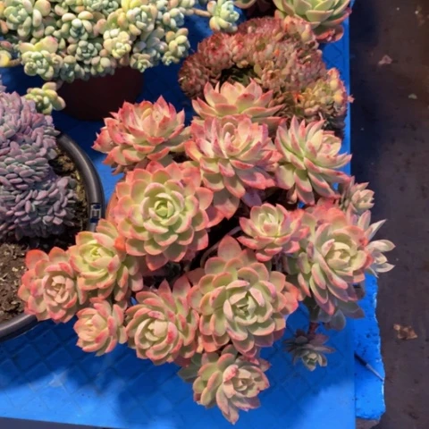 七****）1307丝绸面沙多肉