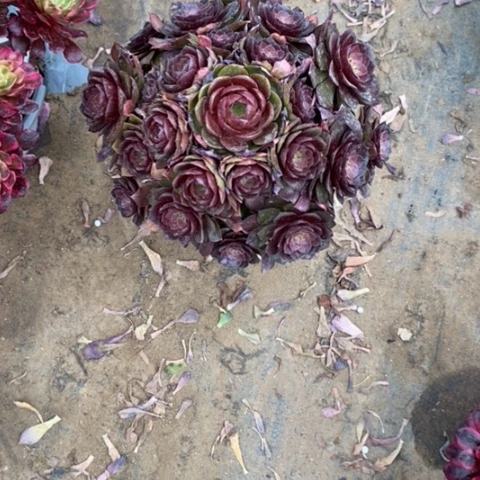 桃花石51多肉植物法师法师