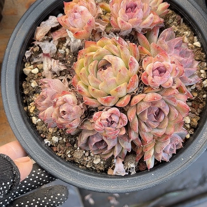 多肉植物一物一拍