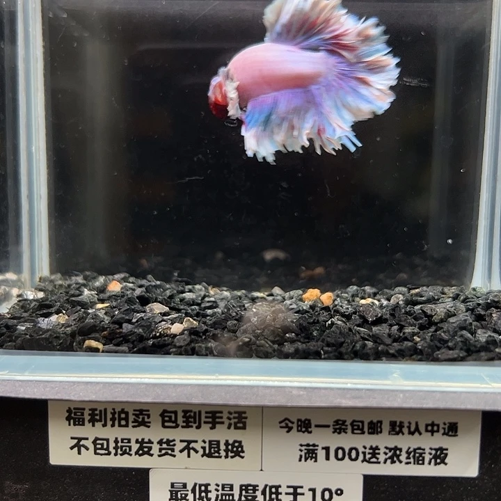 斗鱼跑单拉黑21日83