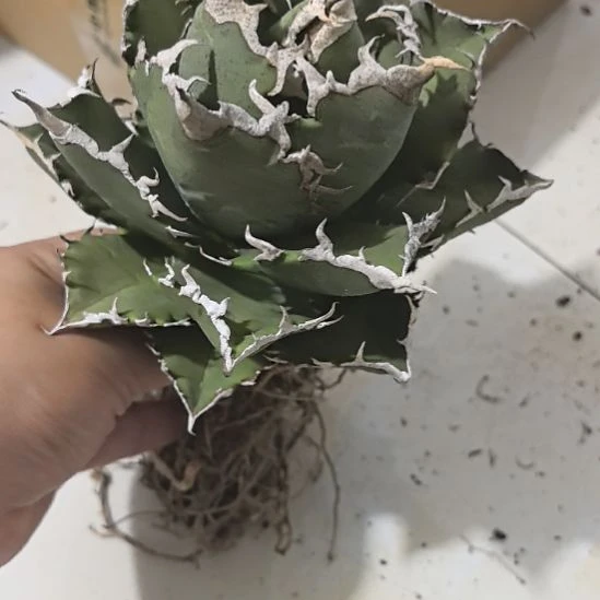 一物一拍，龙舌兰！！！