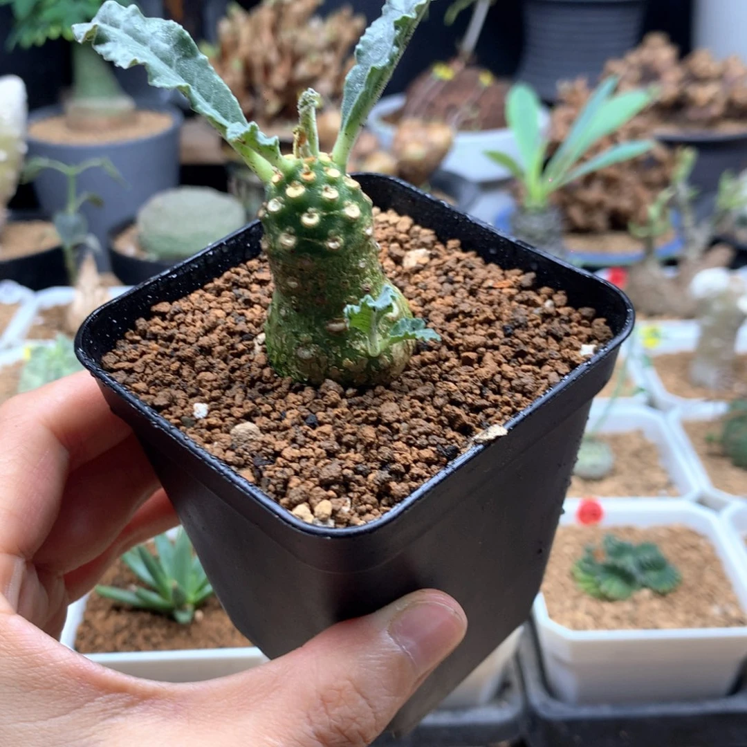 椰子琉桑母本带盆多肉