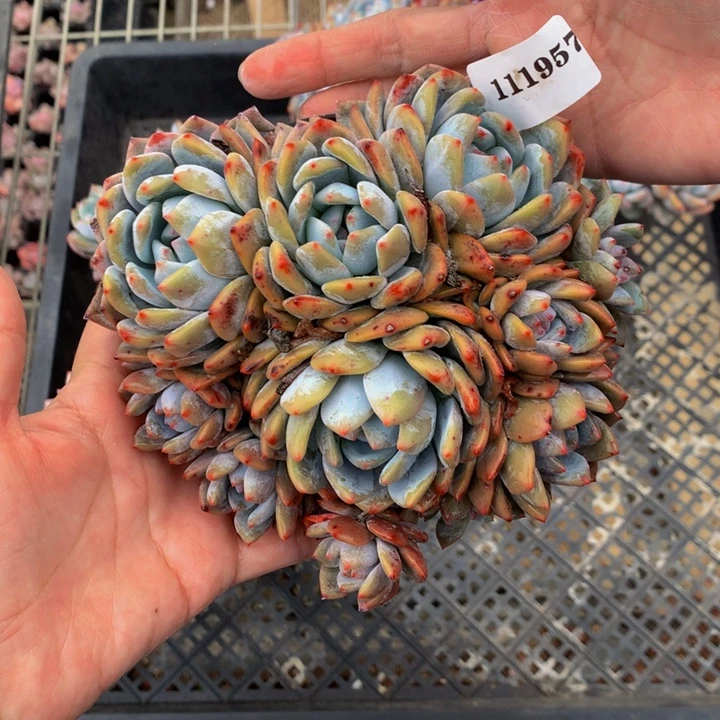 111957嗯嗯嗯嗯嗯嗯嗯好喜欢