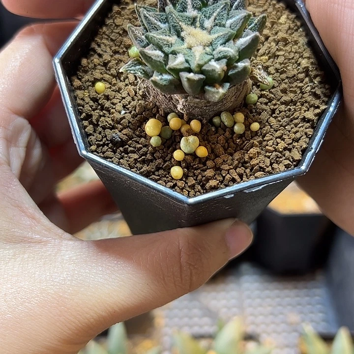 实生萝卜根老家风黑牡丹3.3公分带盆