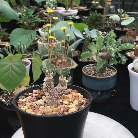 派马厚敦菊 一物一拍