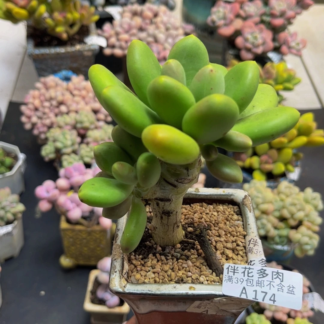 174芒果奶9cm多肉