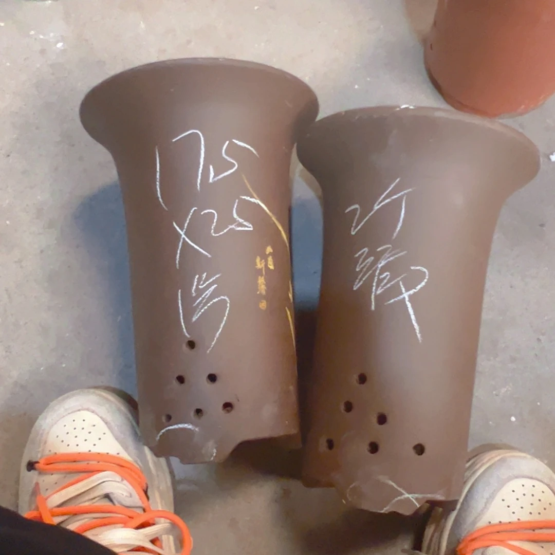 紫砂1号………………………………