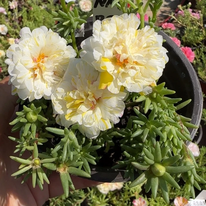 无花朵量拍柠檬白蝶超小苗盆口10cm