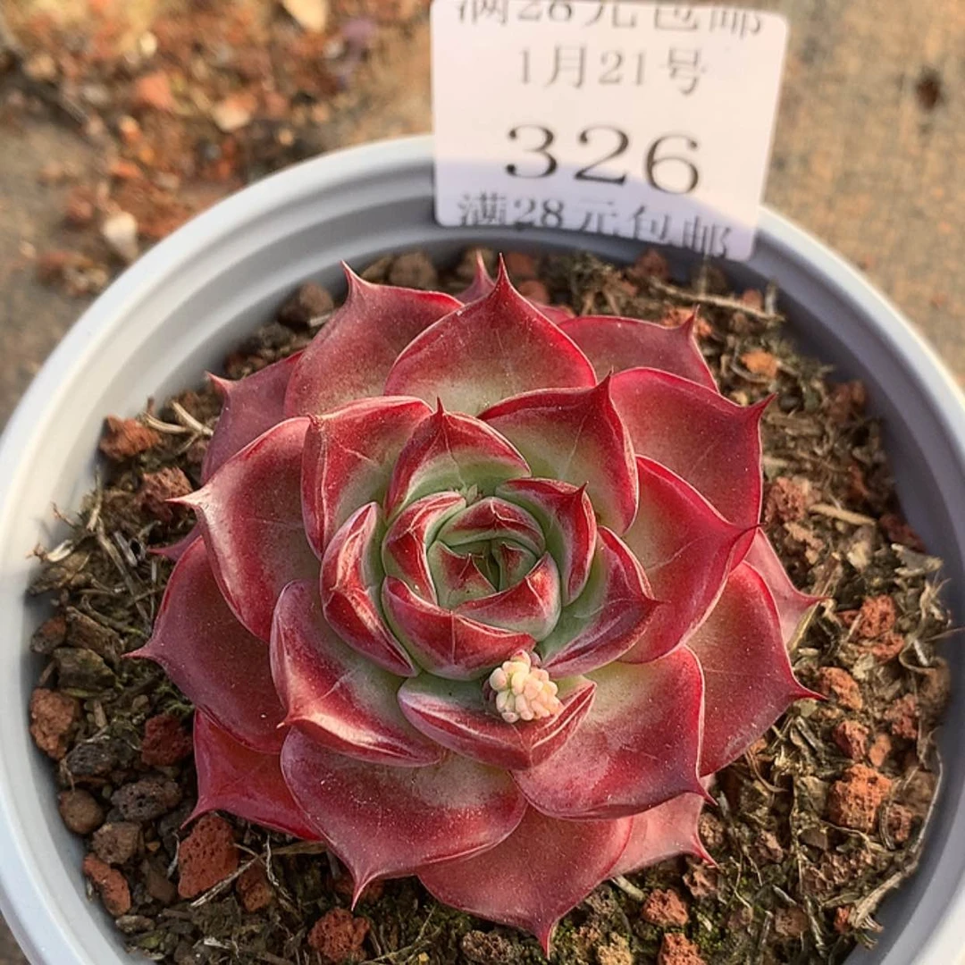 【闪购商品】云326