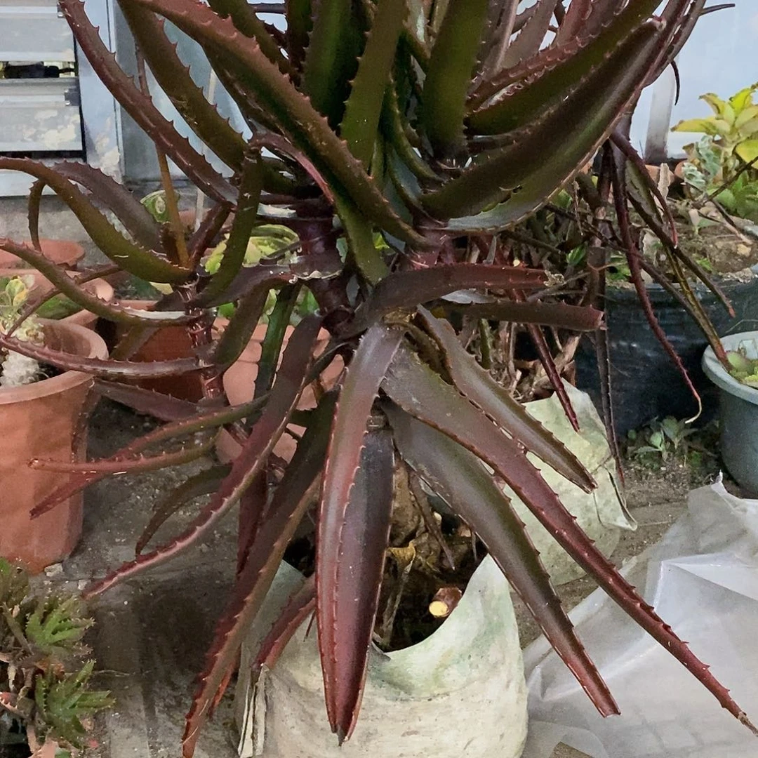 牛***龙30号拍品。