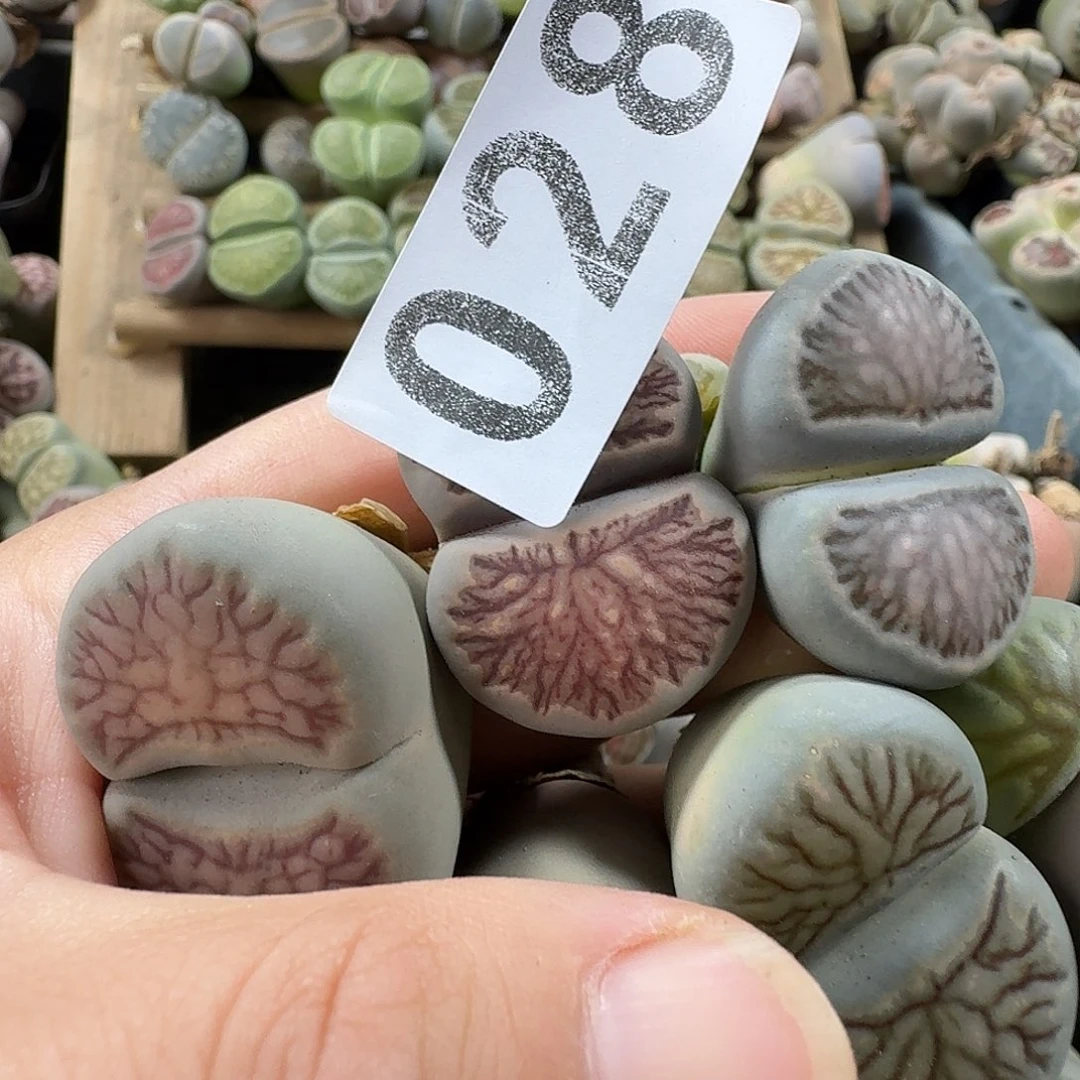生石花一物一拍028