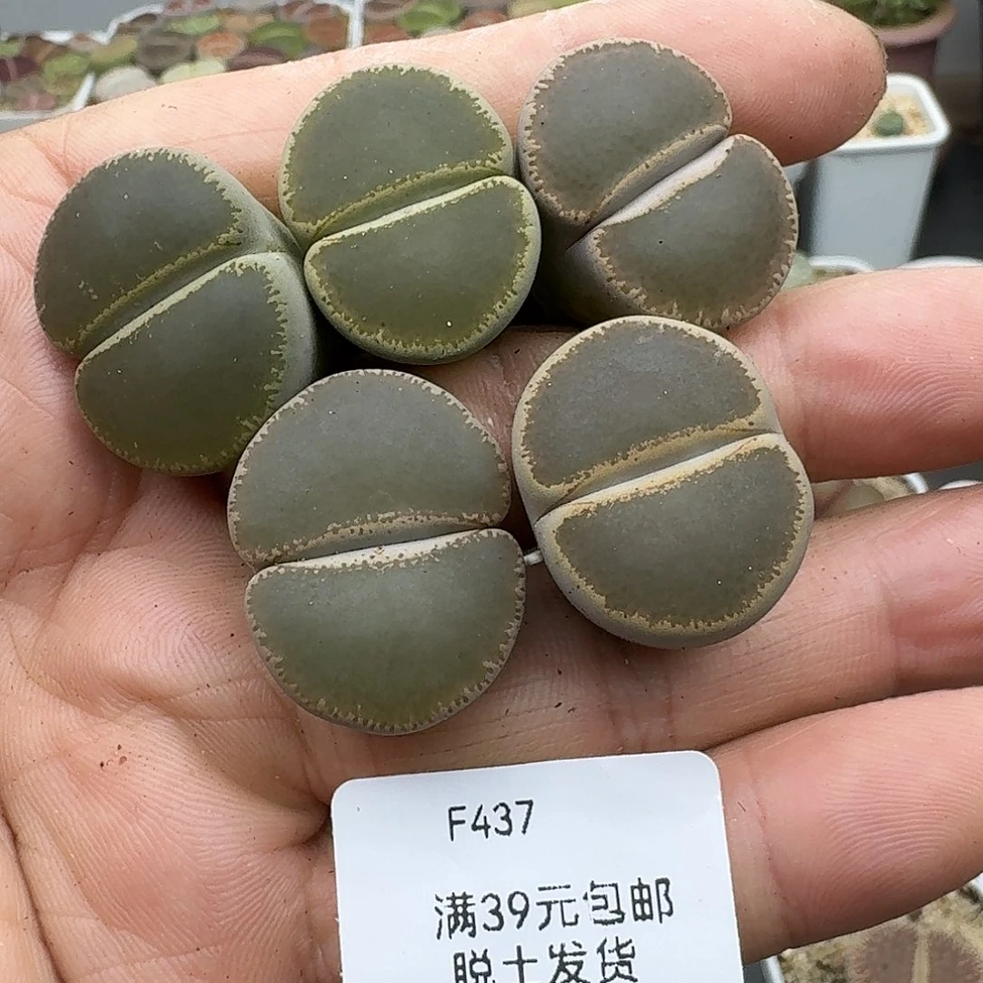 435多肉哈哈哈哈哈哈哈哈