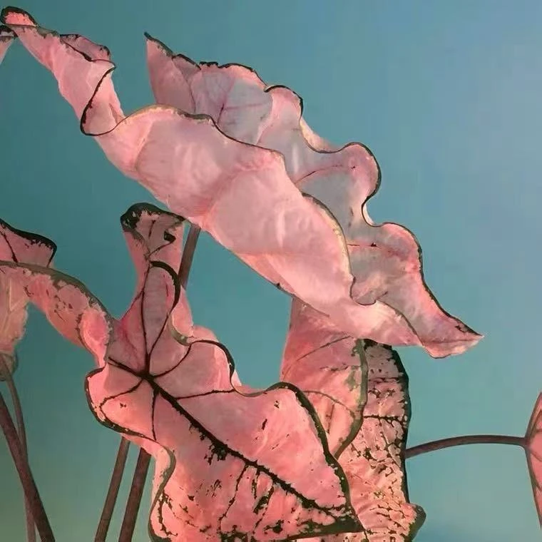 柚子园艺一物一拍专拍链接