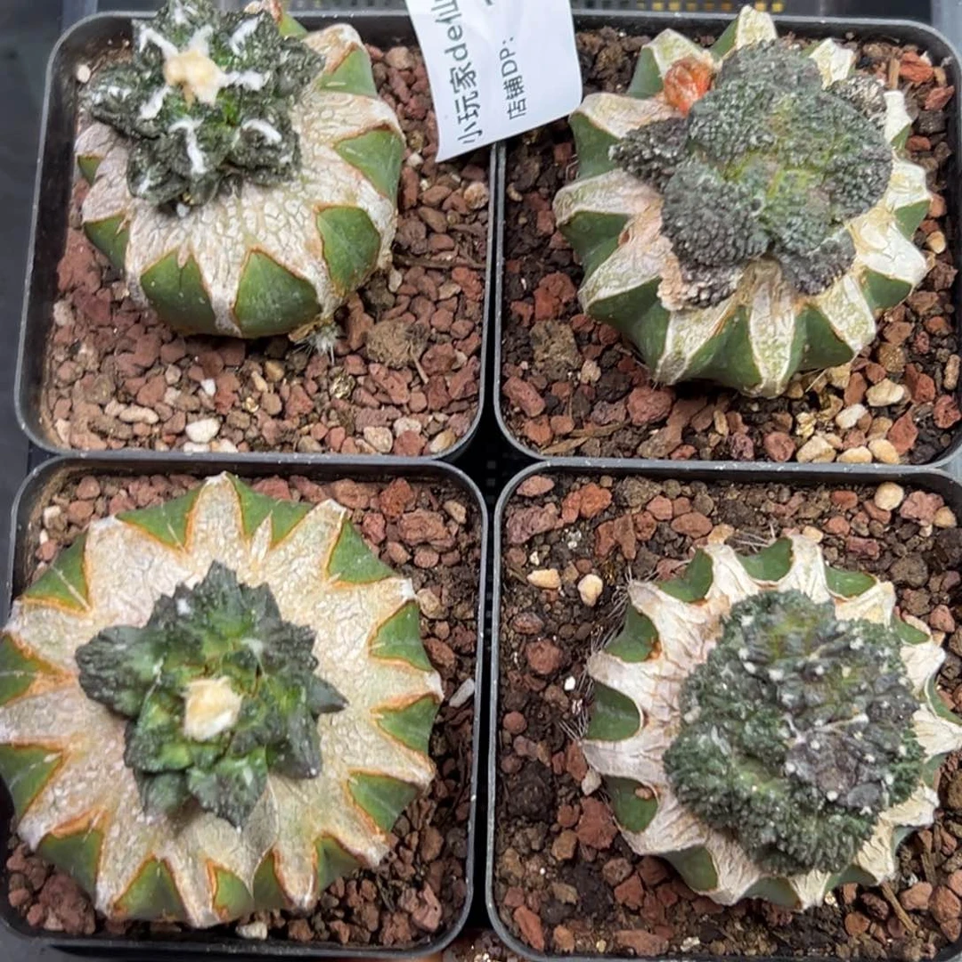 量拍 随机发一颗 草球嫁接仙人球