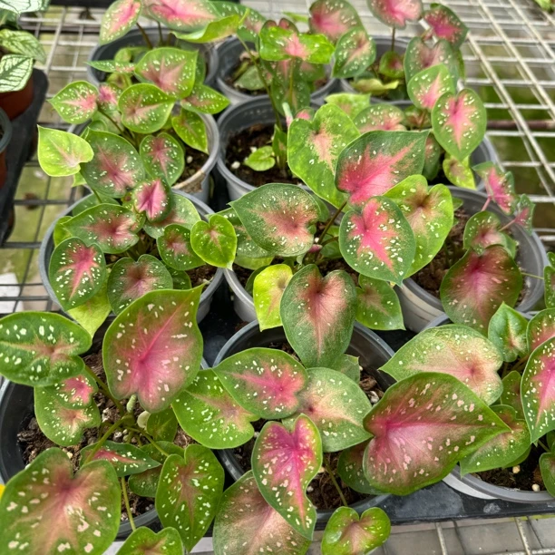 【粉黛】盆栽彩叶芋彩叶观叶类懒人植物