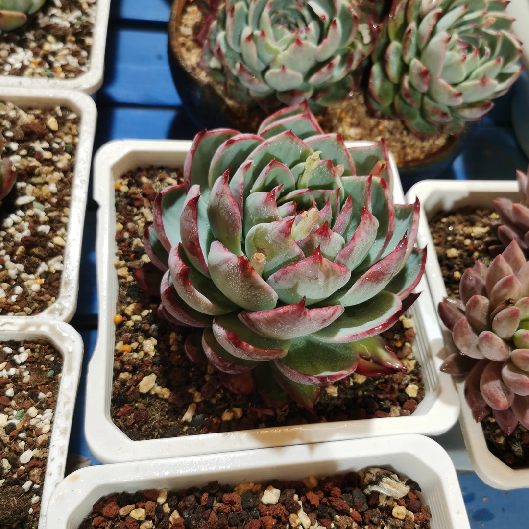 主播推荐网红爆款惊鸿仙子多肉植物